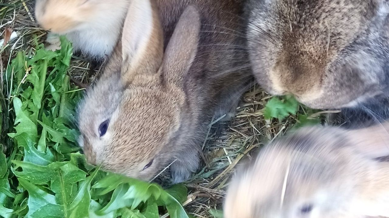 Hasenfamilie Hasenfamilie